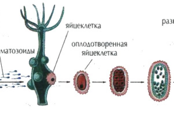 Ссылка на кракен официальный