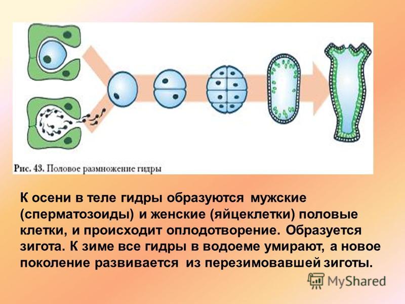 Как найти актуальную ссылку на кракен